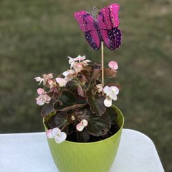Indoor/Outdoor Plant | Mother’s Day Gift