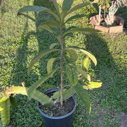 Nispero Tree/ Loquat Tree