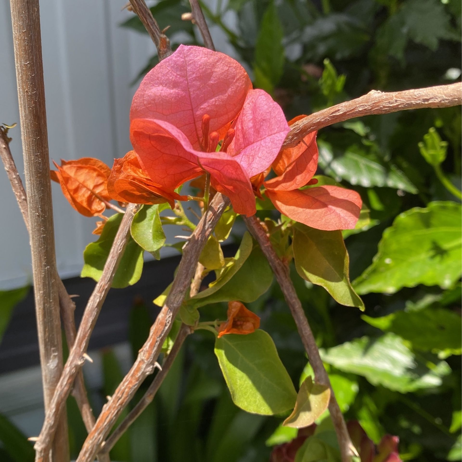 Plant Bugambilia 3 Color Rosa Anaranjado Y Color Morron