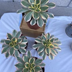 Succulents 