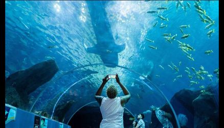 Tickets Georgia Aquarium (4)