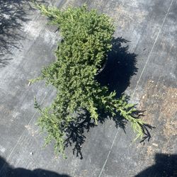 Nano juniper One Gallon Nursery Pot Pre Bonsai 