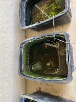 4 Black totes as outdoor ponds