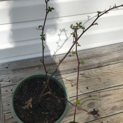 Blackberry Plant 