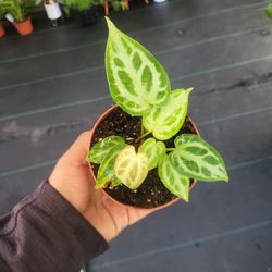 Anthurium crystallinum In a 4"pot 