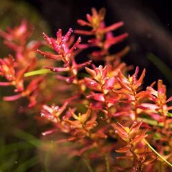 Rotala Macrandra ‘butterfly mini’