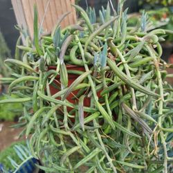 String Of Succulent