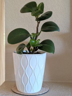 Healthy Beautiful Indoor Plant ( peperomia)