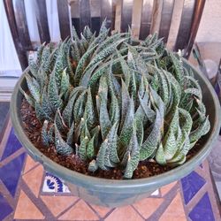 Tiger Aloe 