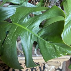 Variegated Monstera Albo One Leaf Plant Cutting 