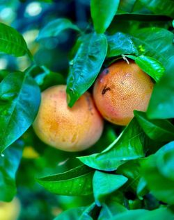 GRAPEFRUIT !!