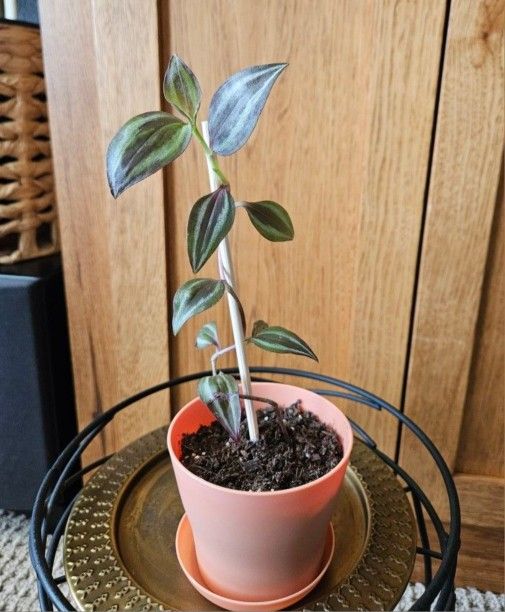 Tradescantia Zabrina (Peach Pot-B)