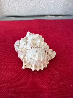 Weathered White Frog Shell / Frog Conch Specimen – 3"