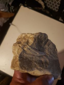Fossilized rocks