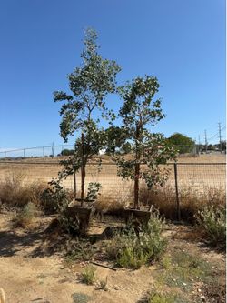 Eucalyptus trees - 25 gallon $125 each
