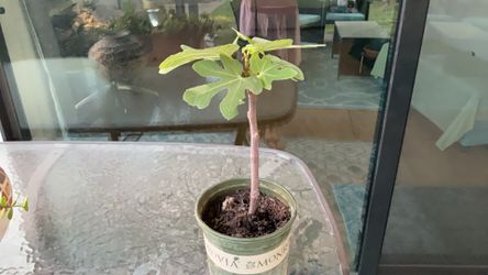 Fig tree