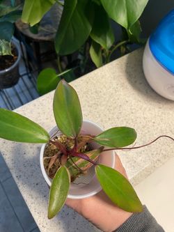 Reverted Philodendron Strawberry Shake