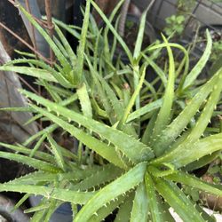 Suculenta