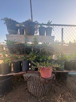 Crown of thorns succulent moss rose plants