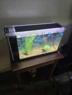 5 gallon aquarium