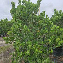 Huge Clusias Over 6 Feet Tall Instant Privacy Hedge For Fence