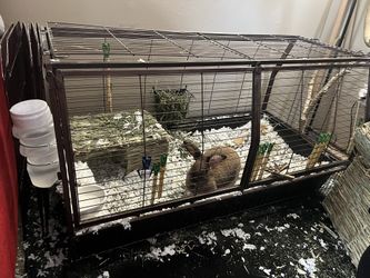 Rabbit Cage And Rabbit Included!
