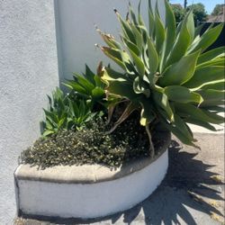 Agave And Pups