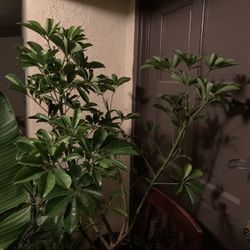 Umbrella Plants 20$ Each