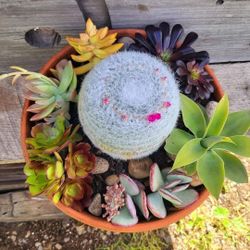 Powder Puff Cactus And Succulents 