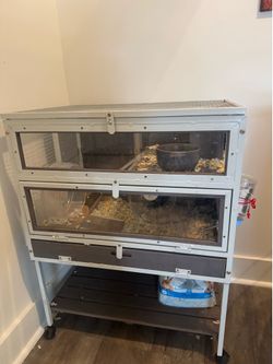 Hamster's and cage