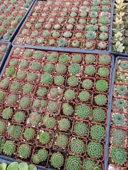 Succulent plants