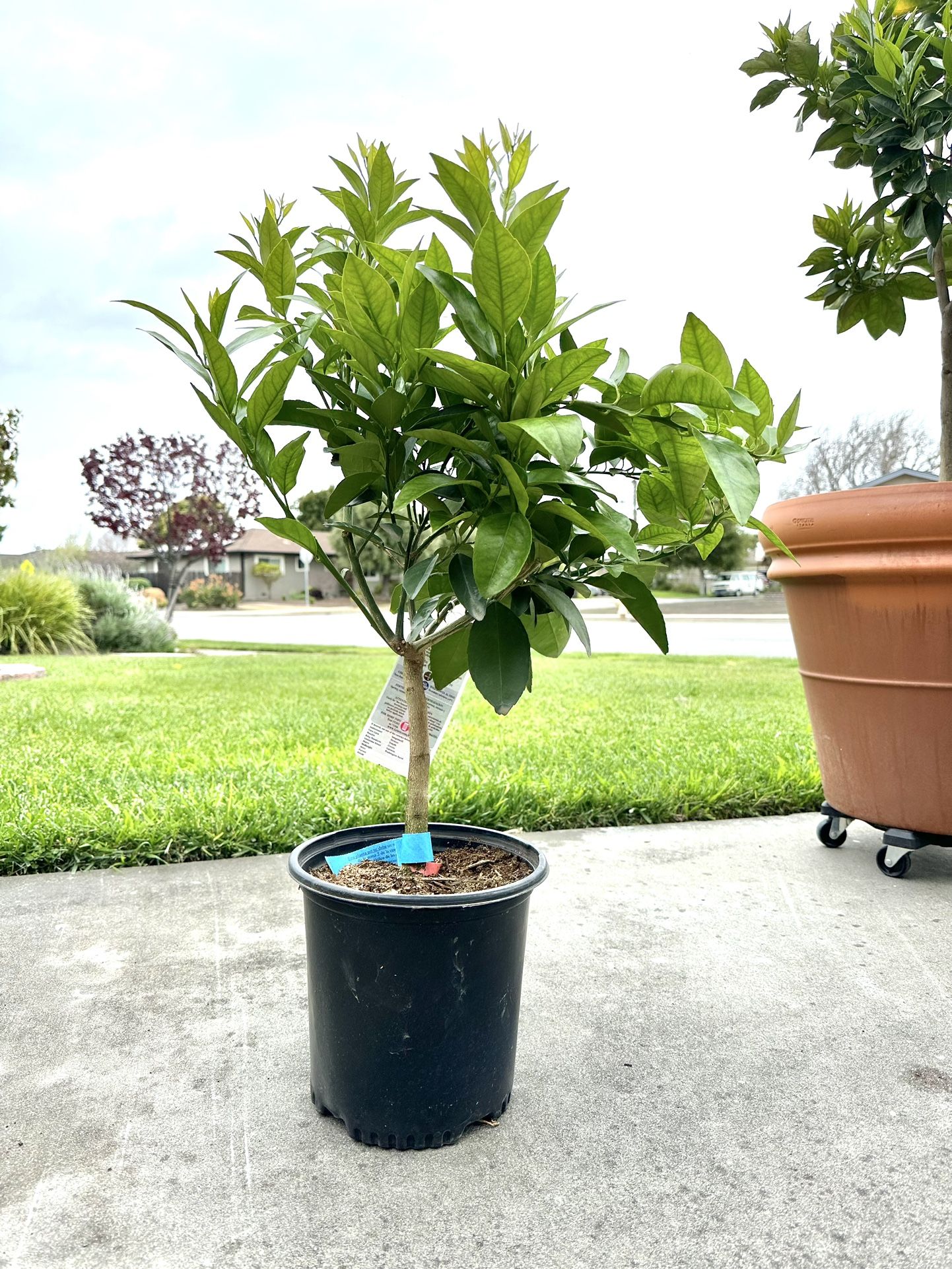 Moro Blood Orange Tree - DWARF Beautiful and Healthy!