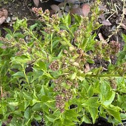 🌸 Syringa ‘Miss Kim’ – Budding Lilac in 1-Gallon Pot 🌸