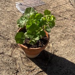 Geranium Plant 