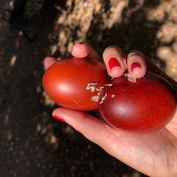 Fertile eggs (Hatching eggs)