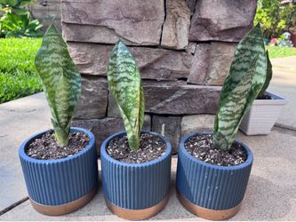Snake plant selling as a set of 3.