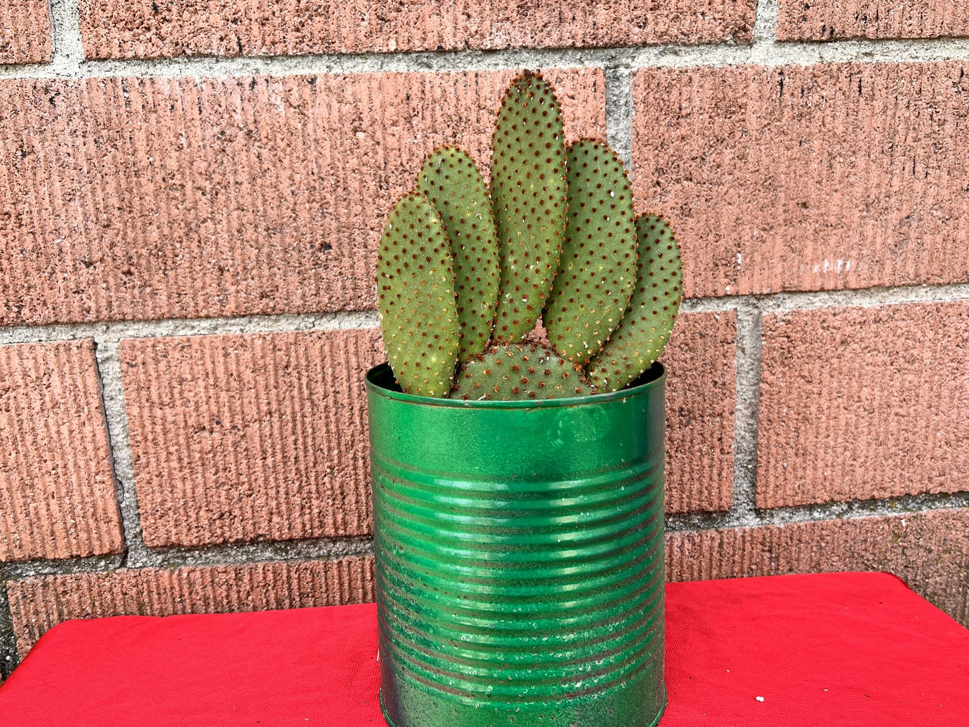 Opuntia cinnamon cactus 