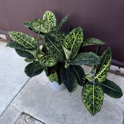 8” Xxl Dieffenbachia Reflector W/ Multiple Plants 