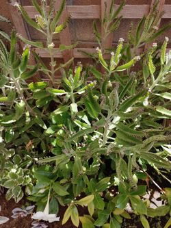 Free mother of thousands. No pots. Rooted. Yucaipa