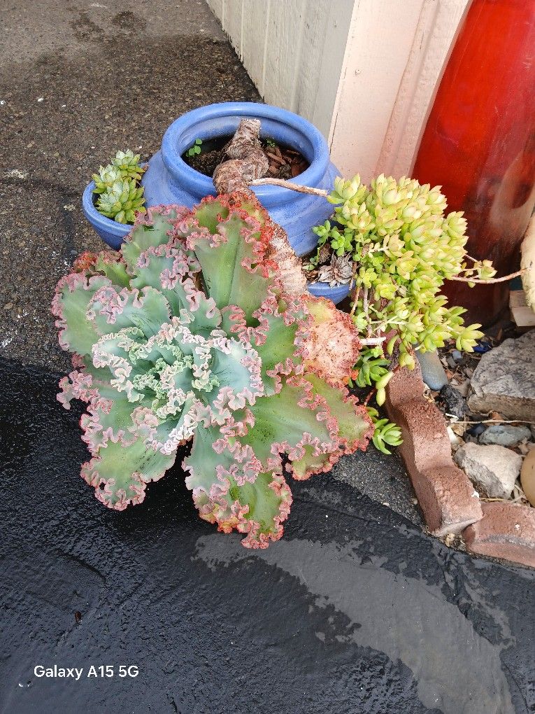 XL Succulent Plant in XL Pot