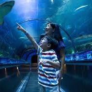 Seaworld Tickets/Boletos 