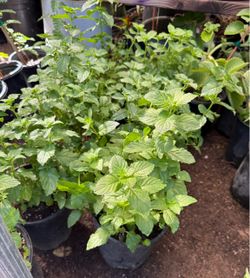 Mint Plans $12 Each Price Firm