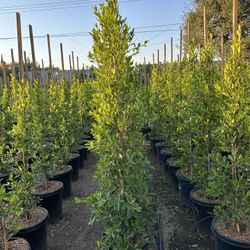 Ficus Nitida Privacy Hedge