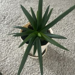 Aloe Plant >5”tall (Pot Not Included)