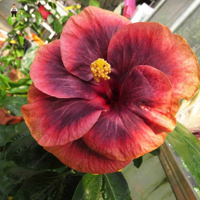 Hibiscus Hybrid Japanese Astrid