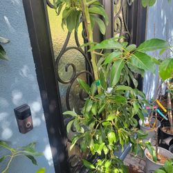 Large FLOWERING DWARF AVOCADO TREE