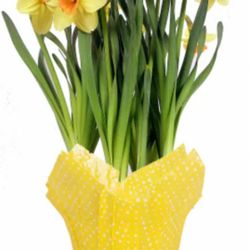 Potted Daffodils 