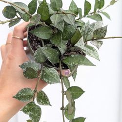 Hoya Krohniana Eskimo/Silver Splash Plant 4" Pot - Indoor House Plants