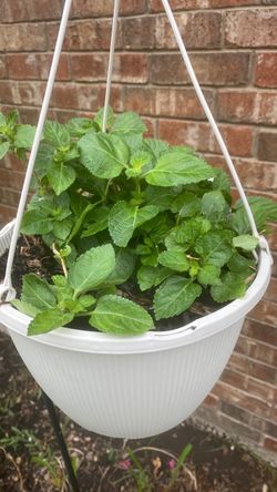 Lantana