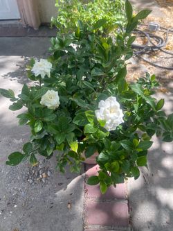 gardenia plant for garden